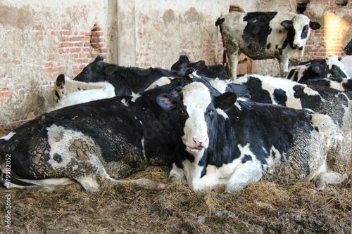 Mucche riposano nella stalla fangosa photo