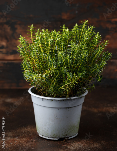 Hebe armstrongii Dwarf whipcord evergreen hardy, compact perennial garden plant