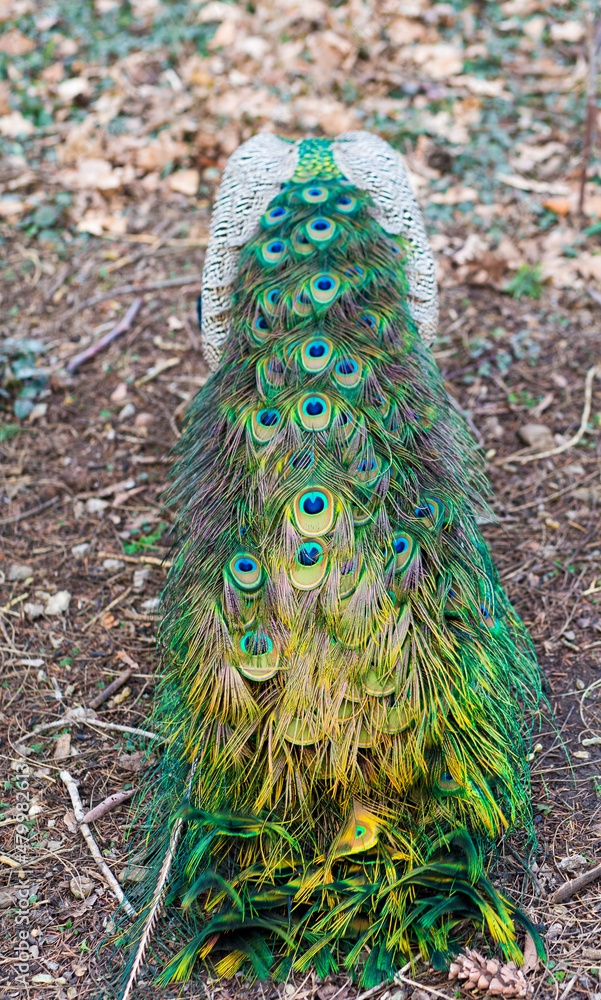 Obraz premium male peacock tail close up
