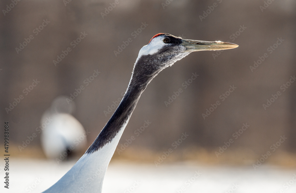 Fototapeta premium The red-crowned crane. Close up portrait, side view Scientific name: Grus japonensis, also called the Japanese crane or Manchurian crane, is a large East Asian Crane.