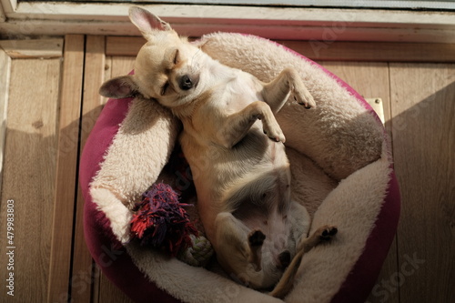Wallpaper Mural Closeup portrait of small funny beige mini chihuahua dog, puppy laying in her bed enjoying sun Torontodigital.ca