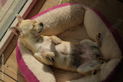 Closeup portrait of small funny beige mini chihuahua dog, puppy laying in her bed enjoying sun
