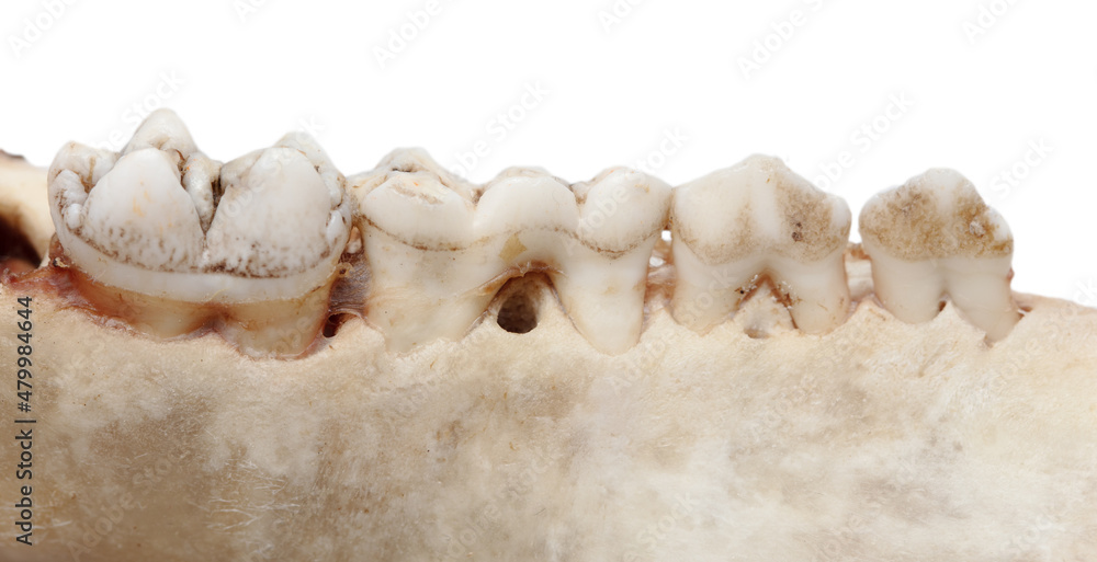 Pig teeth isolated on a white background. Pig teeth isolated on a white background.