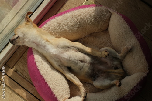 Wallpaper Mural Closeup portrait of small funny beige mini chihuahua dog, puppy laying in her bed enjoying sun Torontodigital.ca