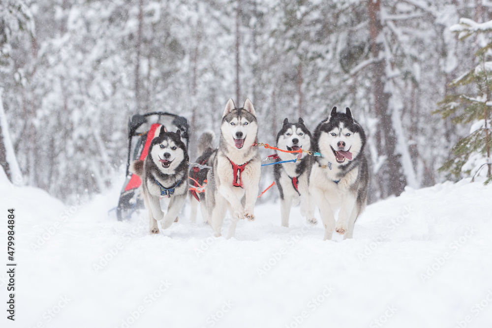 A team of gray Siberian husky sled dogs rides through a snow-covered forest