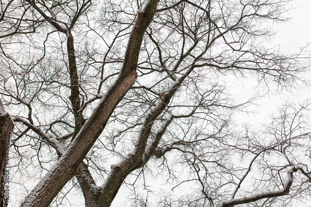 White snow on the branches of a tree White snow on the branches of a tree