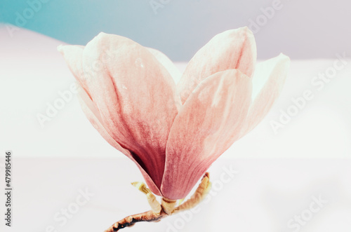 Magnolia flower on vintage textured background.
