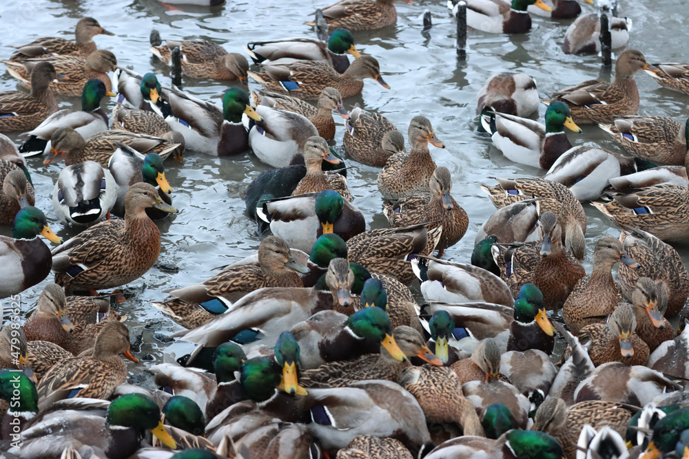 Fototapeta premium Mallard