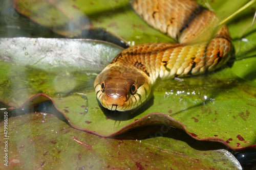 Tablou pe pânză A close-up of a grass snake in a garden pond in the UK