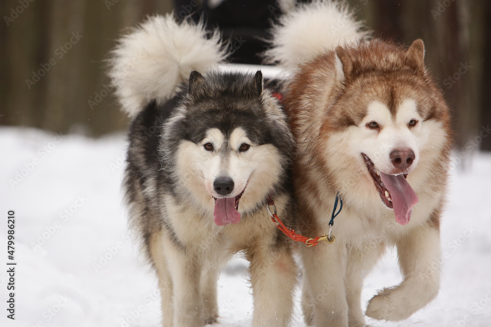 Two shaggy sled dogs, a red and a gray Alaskan malamute, drive a sleigh together in the snow in winter Two shaggy sled dogs, a red and a gray Alaskan malamute, drive a sleigh together in the snow in winter