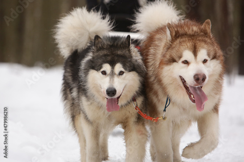 Two shaggy sled dogs  a red and a gray Alaskan malamute  drive a sleigh together in the snow in winter