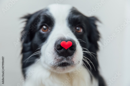 St. Valentine s Day concept. Funny portrait cute puppy dog border collie holding red heart on nose isolated on white background. Lovely dog in love on valentines day gives gift