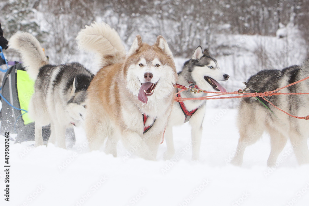 Sled dogs, a red and a gray siberian husky, drive a sleigh together in the snow in winter Sled dogs, a red and a gray siberian husky, drive a sleigh together in the snow in winter