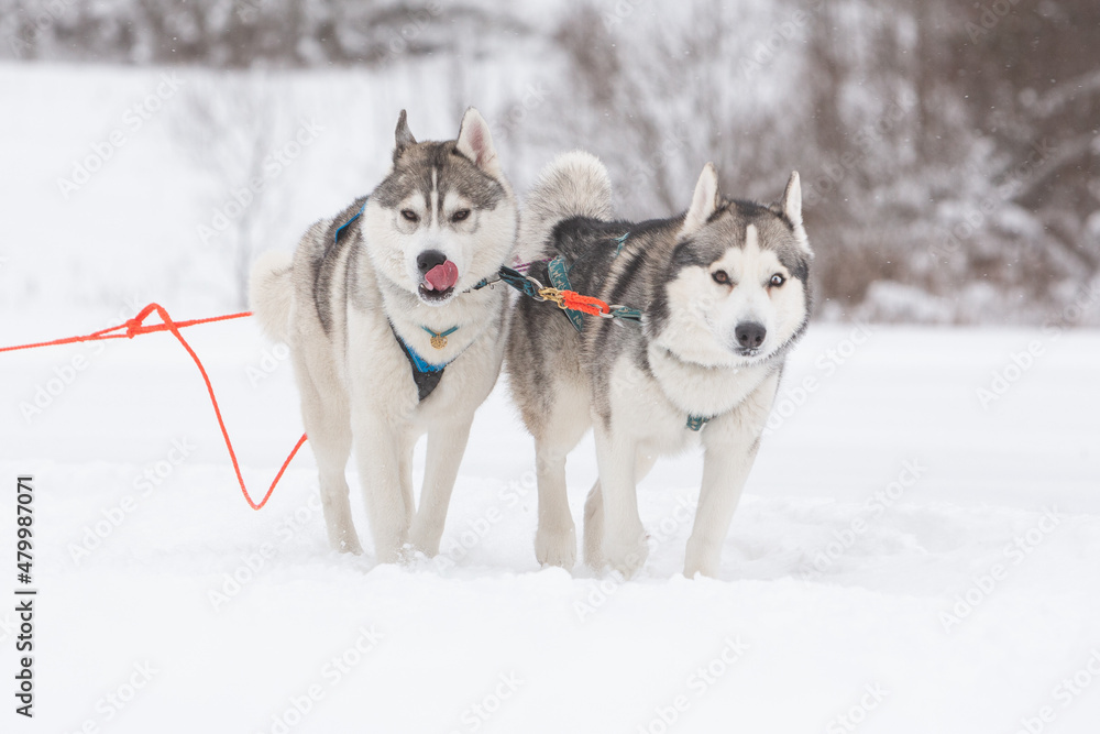 Two gray siberian husky sled dogs drive a sleigh together in the snow field in winter Two gray siberian husky sled dogs drive a sleigh together in the snow field in winter