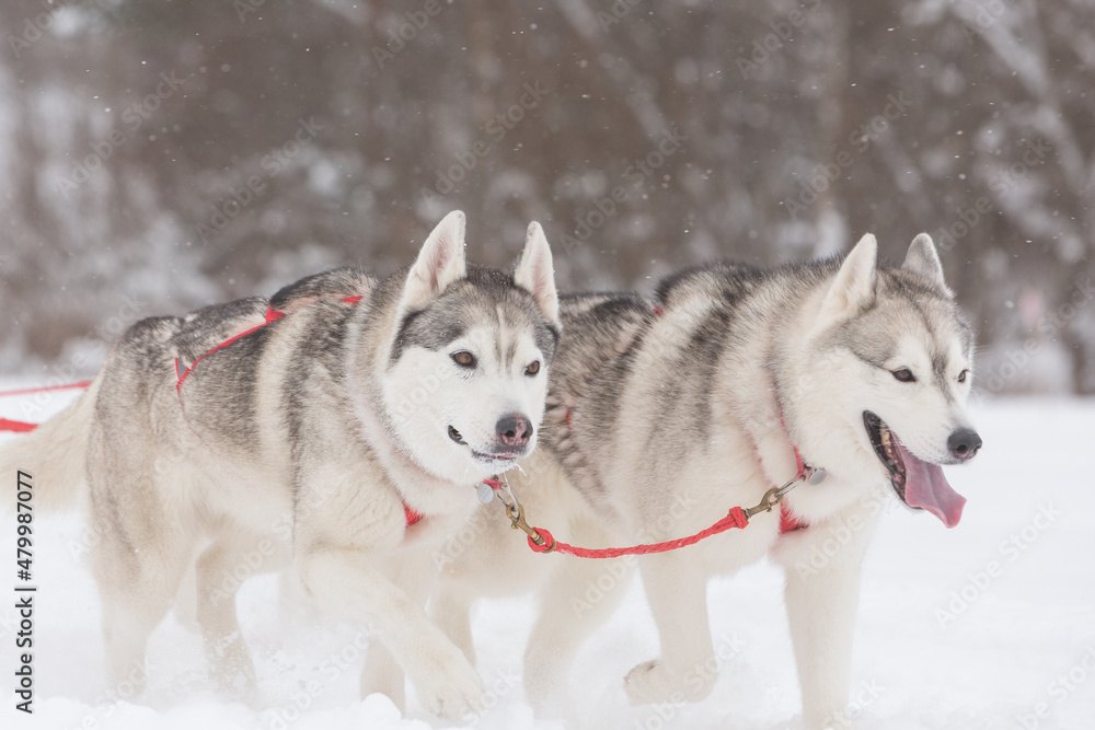 Two gray siberian husky sled dogs drive a sleigh together in the snow field in winter