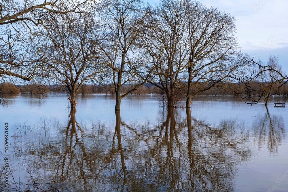 Reflection of trees in the flooded floodplains of the Rhine / Germany Reflection of trees in the flooded floodplains of the Rhine / Germany