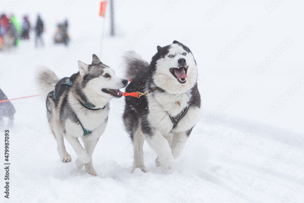 Two gray siberian husky sled dogs drive a sleigh together in the snow field in winter Two gray siberian husky sled dogs drive a sleigh together in the snow field in winter