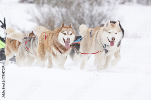 Sled dogs, a red and a gray siberian husky, drive a sleigh together in the snow in winter