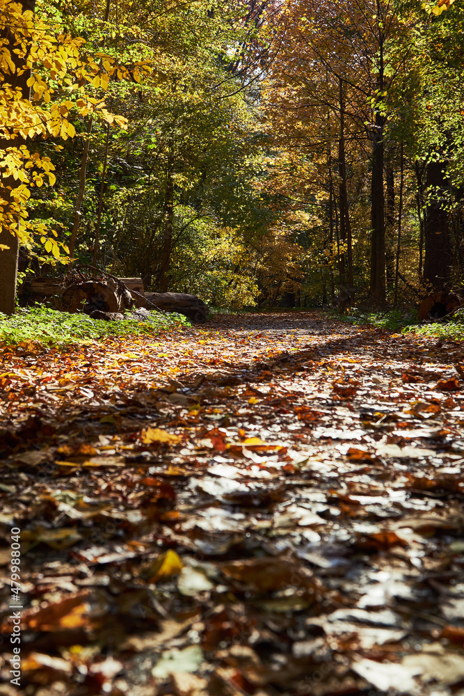 Leaf Path In park during fall