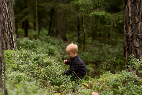 Little boy picking blueberries in european forest. Kid and vacation.