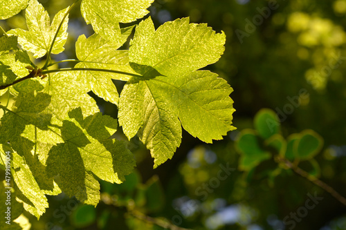 Billede på lærred Sycamore Leopoldii