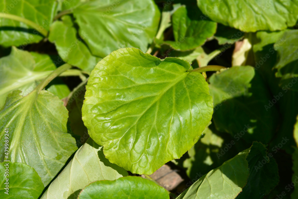 Stracheys Elephants ears Afganica Stracheys Elephants ears Afganica