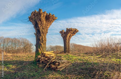 Two newly pruned pollard willows. At the bottom of the trunk is a pile of firewood. The photo was taken in the Dutch province of North Brabant on a sunny day at the beginning of the winter season. photo