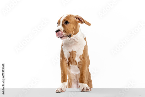 Beautiful dog, American Staffordshire Terrier posing isolated over white background. Concept of beauty, breed, pets, animal life.