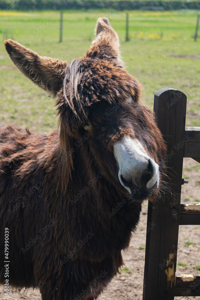 Dark brown donkey scratching their head on wood fence in farm in Yarmouth, Isle of Wight, United Kingdom Dark brown donkey scratching their head on wood fence in farm in Yarmouth, Isle of Wight, United Kingdom