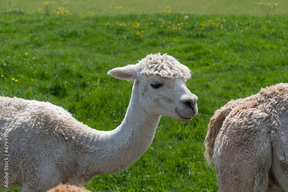 Light colored alpaca in farm in Yarmouth, Isle of Wight, United Kingdom Light colored alpaca in farm in Yarmouth, Isle of Wight, United Kingdom