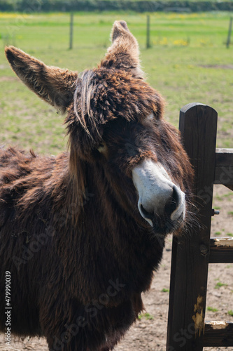 Dark brown donkey scratching their head on wood fence in farm in Yarmouth, Isle of Wight, United Kingdom