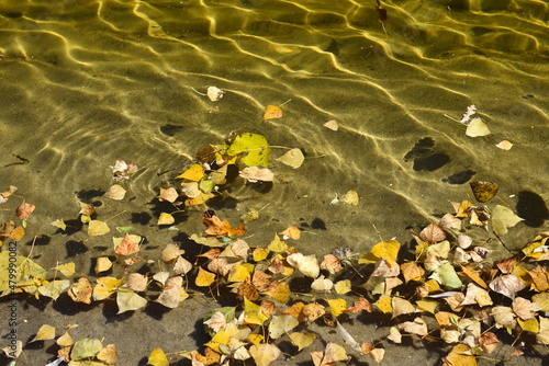 Autumn leaves floating on the surface of water