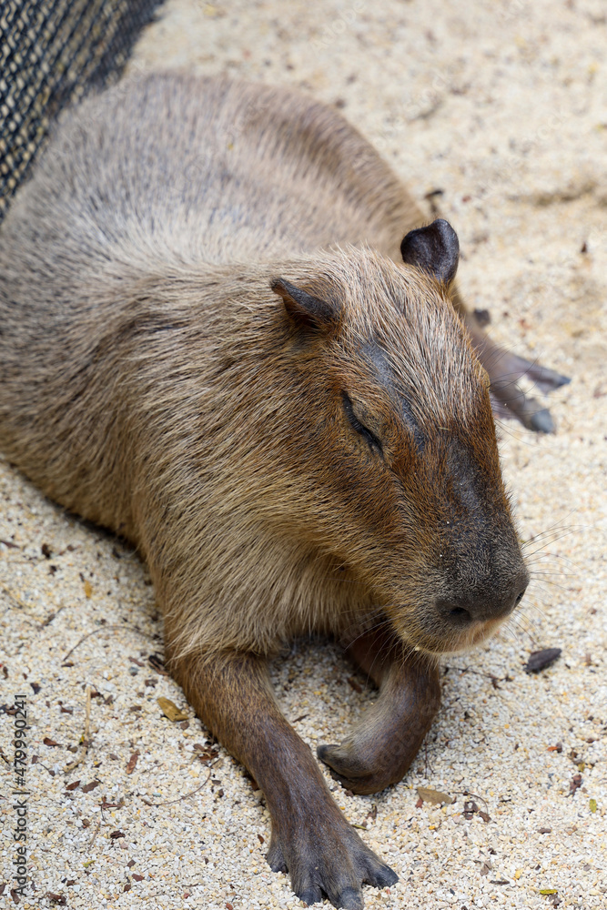 The Capybara giant rat is cute animal in garden The Capybara giant rat is cute animal in garden