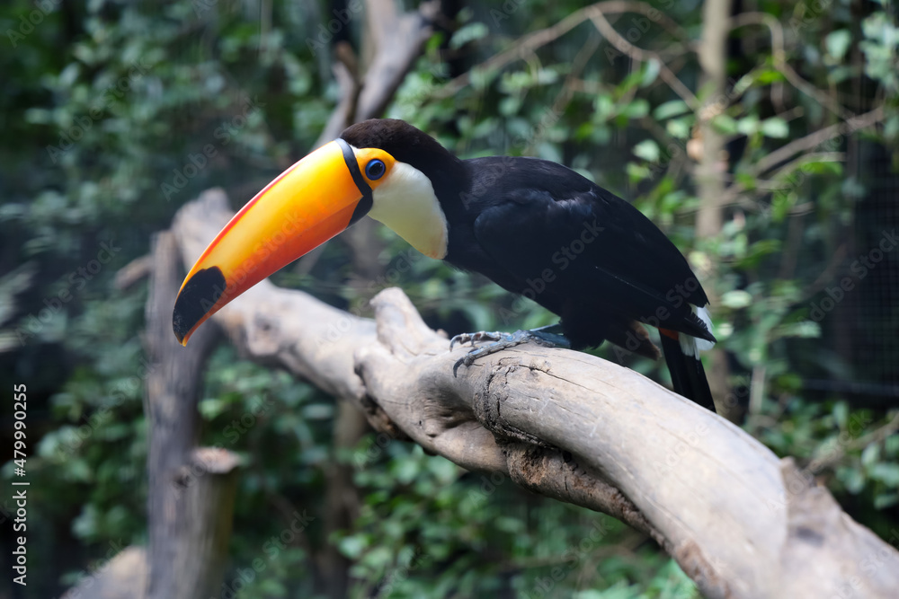 The toco toucan bird on the wood tree in forest The toco toucan bird on the wood tree in forest
