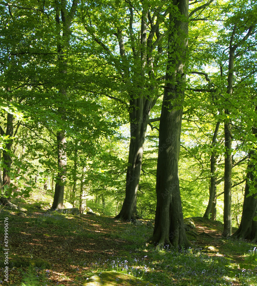 Obraz premium springtime woodland with large beech trees with bright green glowing leaves illuminated by bright morning sunshine with grass and ferns between boulders on the ground