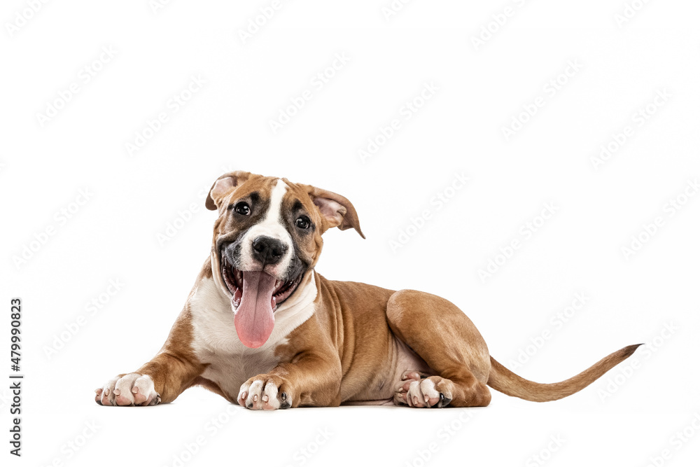 Obraz premium Young American Staffordshire Terrier lying on floor isolated over white studio background. Concept of beauty, breed, pets, animal life.