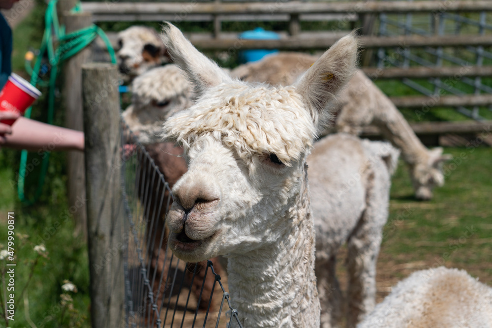Close-up of white and light brown alpaca in farm behind fence in Yarmouth, Isle of Wight, United Kingdom