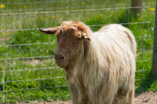 Golden Guernsey goat in farm in Yarmouth, Isle of Wight, United Kingdom