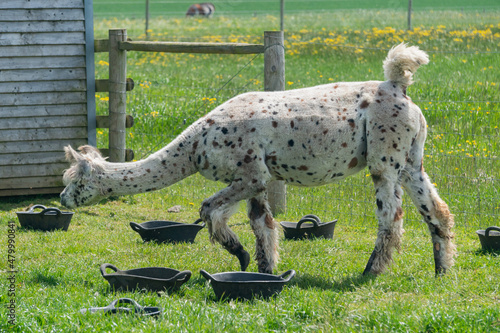 White and brown spotted llama in farm in Yarmouth, Isle of Wight, United Kingdom