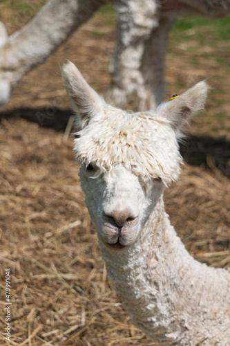 Front close-up view of alpaca in farm in Yarmouth, Isle of Wight, United Kingdom © Nelida Zubia