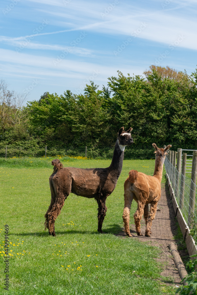 Fototapeta premium Orange and brown llamas in farm in Yarmouth, Isle of Wight, United Kingdom