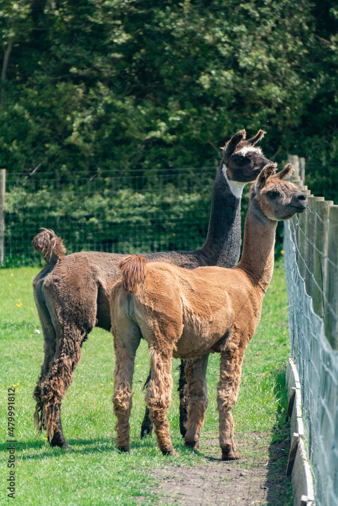 Fototapeta premium Orange and brown llamas in farm in Yarmouth, Isle of Wight, United Kingdom