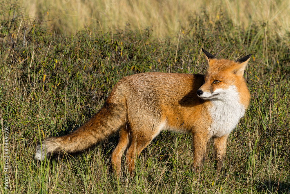 Fototapeta premium Red Fox (Vulpes Vulpes) searching for food in the dunes of the Amsterdam water supply area near the village of Zandvoort 
