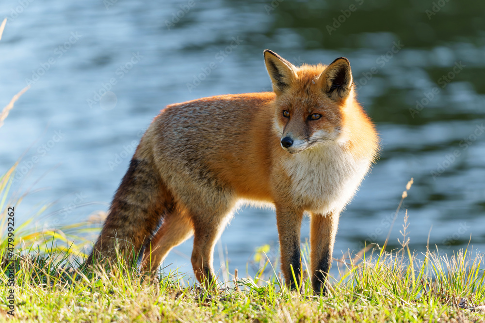 Fototapeta premium Red Fox (Vulpes Vulpes) searching for food in the dunes of the Amsterdam water supply area near the village of Zandvoort 