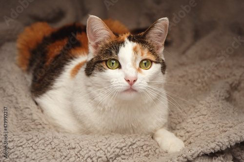 multicolored shorthair cat with green eyes lies on a fluffy beige blanket