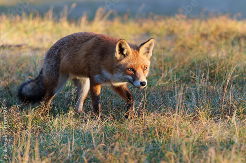 Red Fox (Vulpes Vulpes) searching for food in the dunes of the Amsterdam water supply area near the village of Zandvoort         