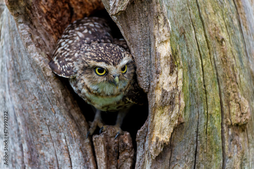 Burrowing Owl (Athene cunicularia) looking out a hole in a tree in the Netherlands 