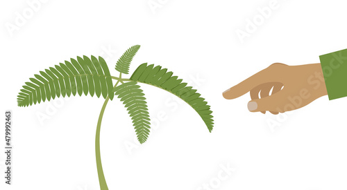 Nastic movements -it is a directional movement in plants in response to touch. Mimosa pudica plant is folding up leaves when touched. Isolated vector flat illustration.