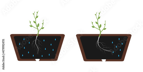 Hydrotropism - plant's growth response in which the direction of growth is determined by a stimulus or gradient in water concentration. Vector flat illustration.