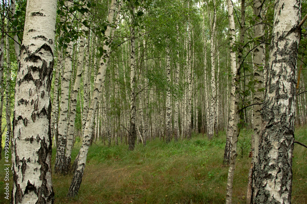 Inside the birch grove in summer - wallpaper with birches Inside the birch grove in summer - wallpaper with birches